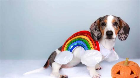 Top 10 Sausage Dog Halloween Costumes! - Alpha Paw