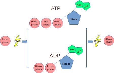 Provide a diagram of the ATP cycle and describe the process. | Homework ...