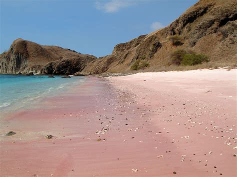 The beautiful pink beaches made from crushed red coral... Komodo and ...