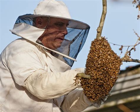 7 Swarm Prevention Tips | Honey bee swarm, Bee keeping, Backyard bee