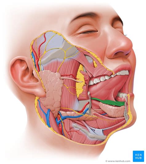 Sublingual gland: Anatomy and clinical aspects | Kenhub