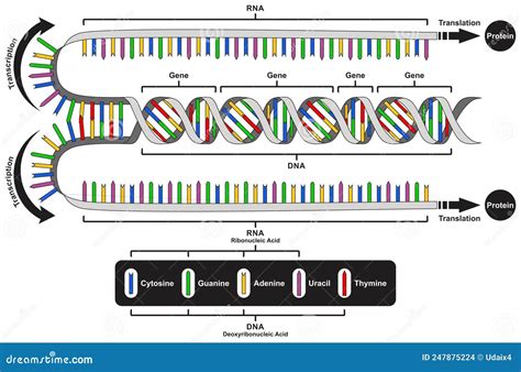 Central Dogma of Gene Expression Infographic Diagram Process ...