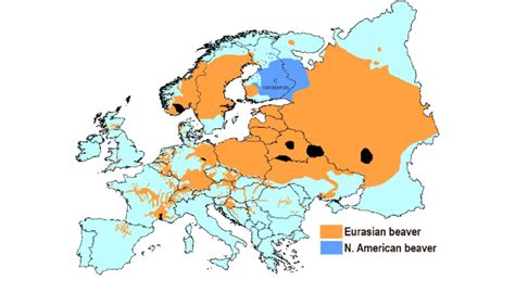 Beaver distribution in Europe in 2020. Black = refugia where Eurasian ...