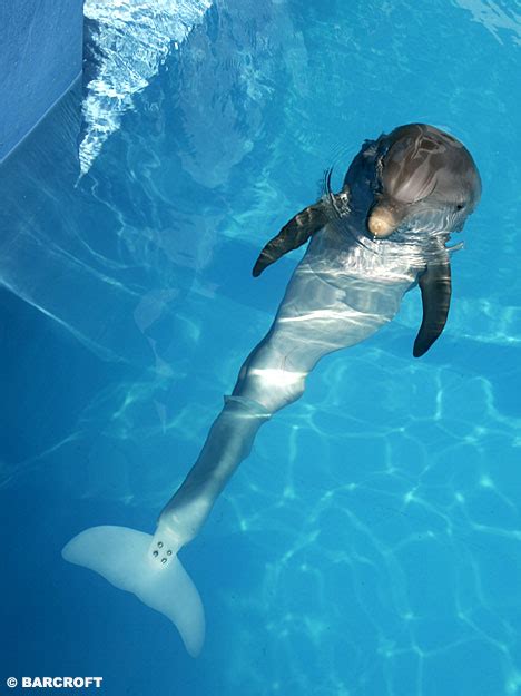 Pictured: The world's first bionic sea creature: Winter the dolphin ...