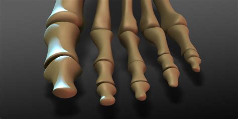 11 Enigmatic Facts About Phalanges (Foot Bones) - Facts.net