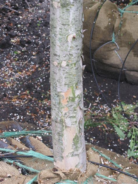 Crataegus virdis 'Winter King' - Spring Grove Nursery