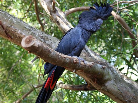 Ovaltes: Red Tailed Black Cockatoo Breeding Habitat and Consrvation