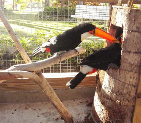 Toco toucan pair explores new nest log | Adventures in Toucanland