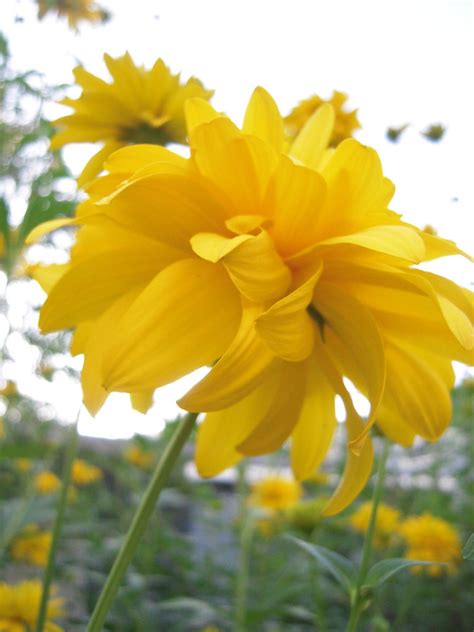 Rudbeckia laciniata 'Hortensia' | This is a double blossom v… | Flickr