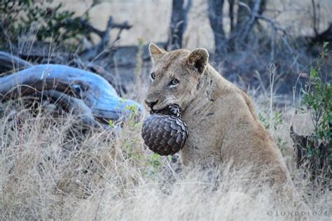 In Photos: Lions struggle to break through pangolin's rock-hard scales ...