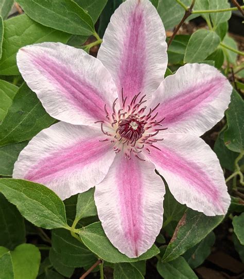 Clematis Pinky | Brushwood Nursery, Clematis Specialists