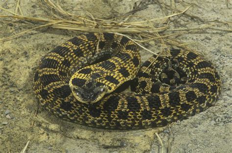 Black Snake With Yellow Spots