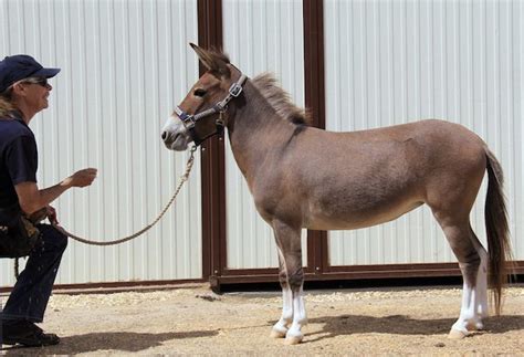 Mule Facts – Mule, Donkey & Horse Training with Meredith Hodges