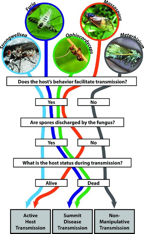 Fungus Flowchart