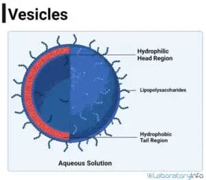 Vesicles in the Cell - Structure, Function, Types (vs vacuoles) with ...