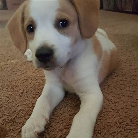 Tucker the Beagle Labrador mix Chihuahua Mix Puppies, Tiny Puppies, Lab ...