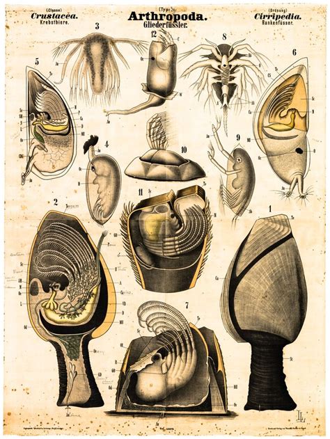 McGregor Museum » Crustaceans | Insect anatomy, Barnacles, Insect species