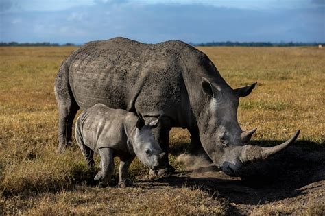 Finally, a Black Rhino Success Story | Nature and Wildlife | Discovery