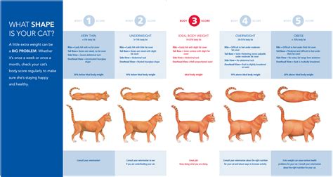 Is my Norwegian forest cat too heavy? | Cat weight chart, Large cat ...