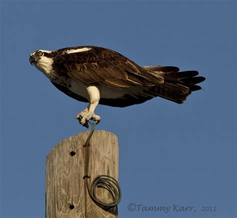 i heart florida birds: Ospreys in Action