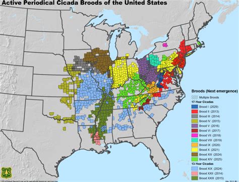 Cicadas Emergence Locations Alabama 2024 - Alana Augusta