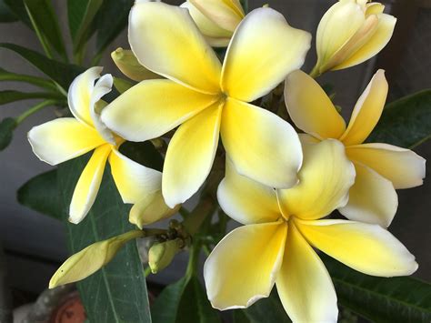 Hawaiian Plumeria Tree | ubicaciondepersonas.cdmx.gob.mx