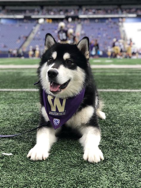 It's a Dawg's Life: Catching up with Dubs, the UW mascot | Seattle Refined