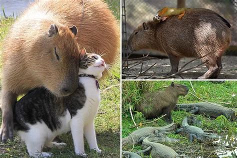 Heartwarming pictures capture giant rodent capybaras cuddling up with ...