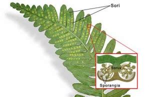 Statement 1: Plants like ferns can reproduce through spores.Statement 2 ...