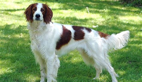 Irish Red and White Setter Profile - Find Paw Pal