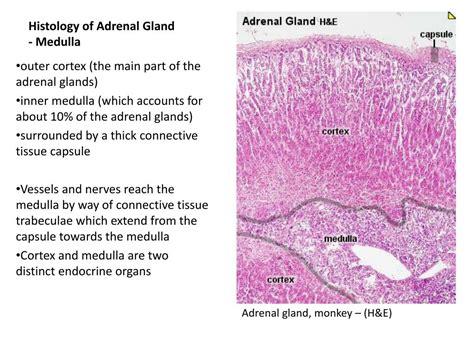 PPT - Histology of Adrenal Gland - Medulla PowerPoint Presentation ...