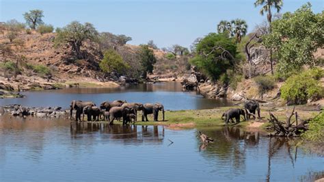 Tourist attractions in Ruaha National Park | Ruaha national park | Tanzania