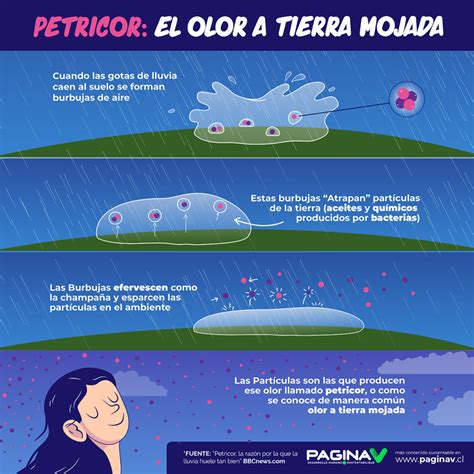 Petricor, la razón por la que la lluvia huele tan bien | Página V