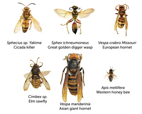 More ‘murder hornets’ are turning up. Here’s what you need to know