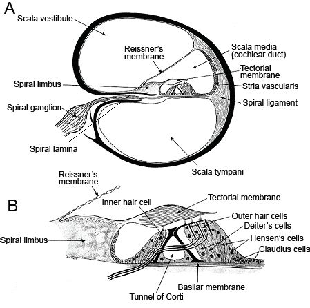 Cochlear Model Labeled