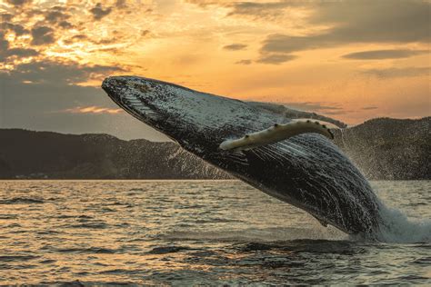 Photos: Best Wildlife Photography 2020 | Canadian Geographic