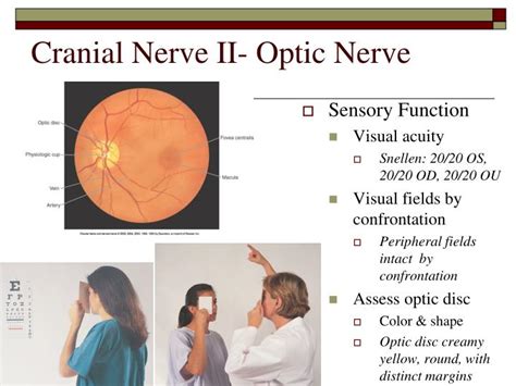 PPT - Cranial Nerve Function- A&P Review PowerPoint Presentation - ID ...