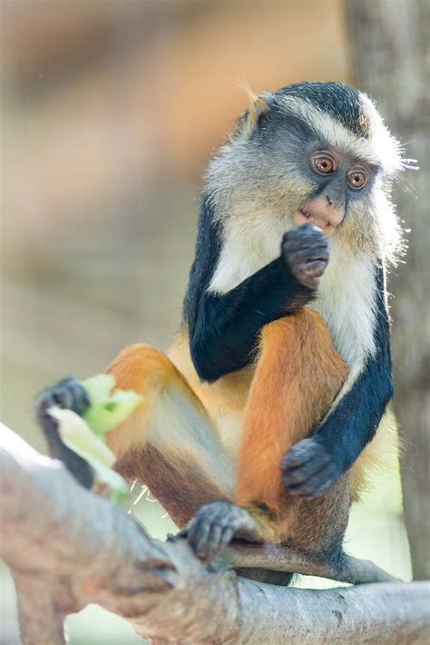 Definitive Guide To Wolf's Guenon Facts, Habitat, Conservation Status ...