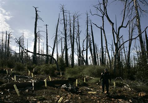 Remembering Cedar Fire’s deadliest surge - The San Diego Union-Tribune