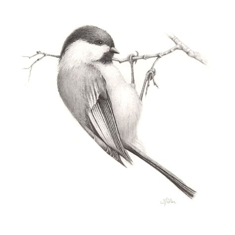 Art Flying Bird Pencil Drawing