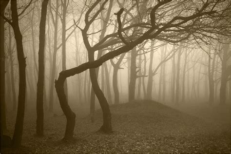 Explore 6 of the World’s Most Haunted Forests - American Forests