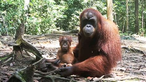 Orangutans are the only great apes besides humans to talk about the ...