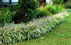 11 Best Monkey Grass ideas | monkey grass, grass, garden landscaping