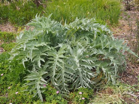 Cynara L. | Plants of the World Online | Kew Science