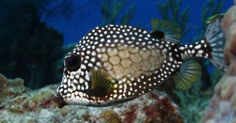 Trunkfish Fish Breed Information and Pictures - PetGuide | PetGuide