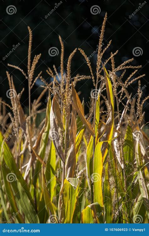 Corsica, Wheat Field, Southern Corsica, Countryside, France, Europe ...