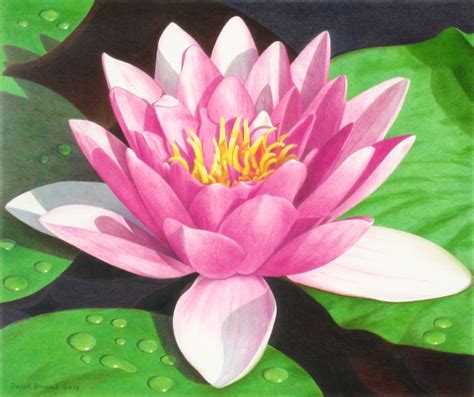 Water Lilies Drawing at GetDrawings | Free download