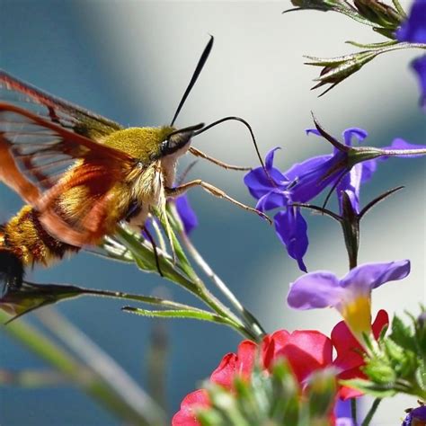 Hummingbird Moth Caterpillar - Hemaris Diffinis - Facts and Myths ...