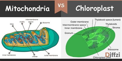 mitochondria vs chloroplast – Diffzi