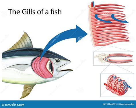 Diagram Showing the Grills of a Fish Stock Vector - Illustration of ...